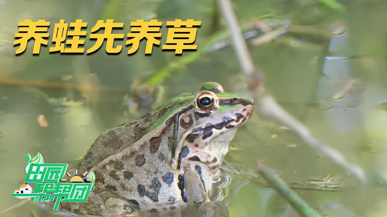 想让青蛙长个快，这个雷区千万别踩！揭秘青蛙的养殖方法：养蛙先养草，但密度一定要控制好！|「田园帮帮团」20231101