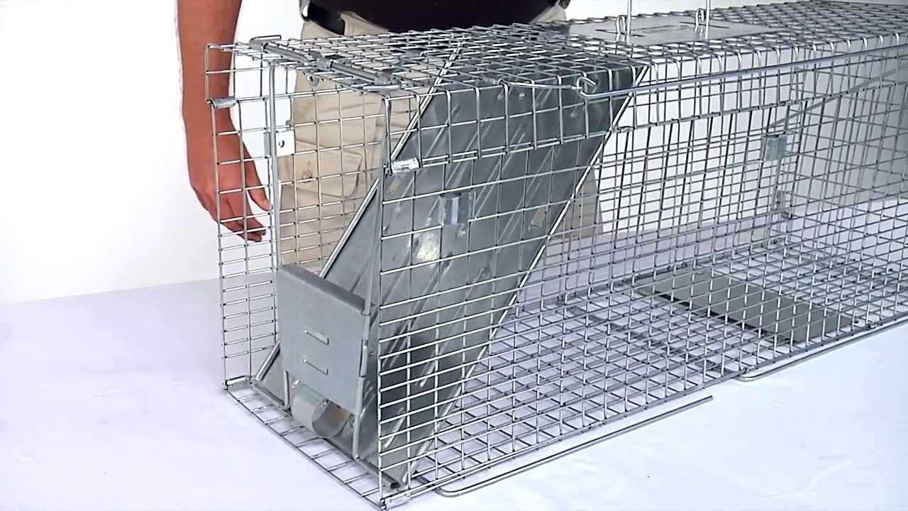 How to Set: Havahart® Feral Cat Trap Model #1099