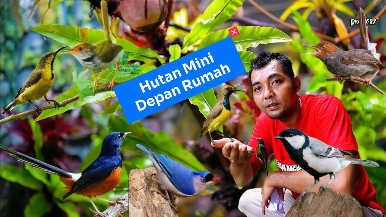 AVIARY KECIL TAPI SERASA DI DALAM HUTAN.!(AVIARY BIRDS INDONESIA.