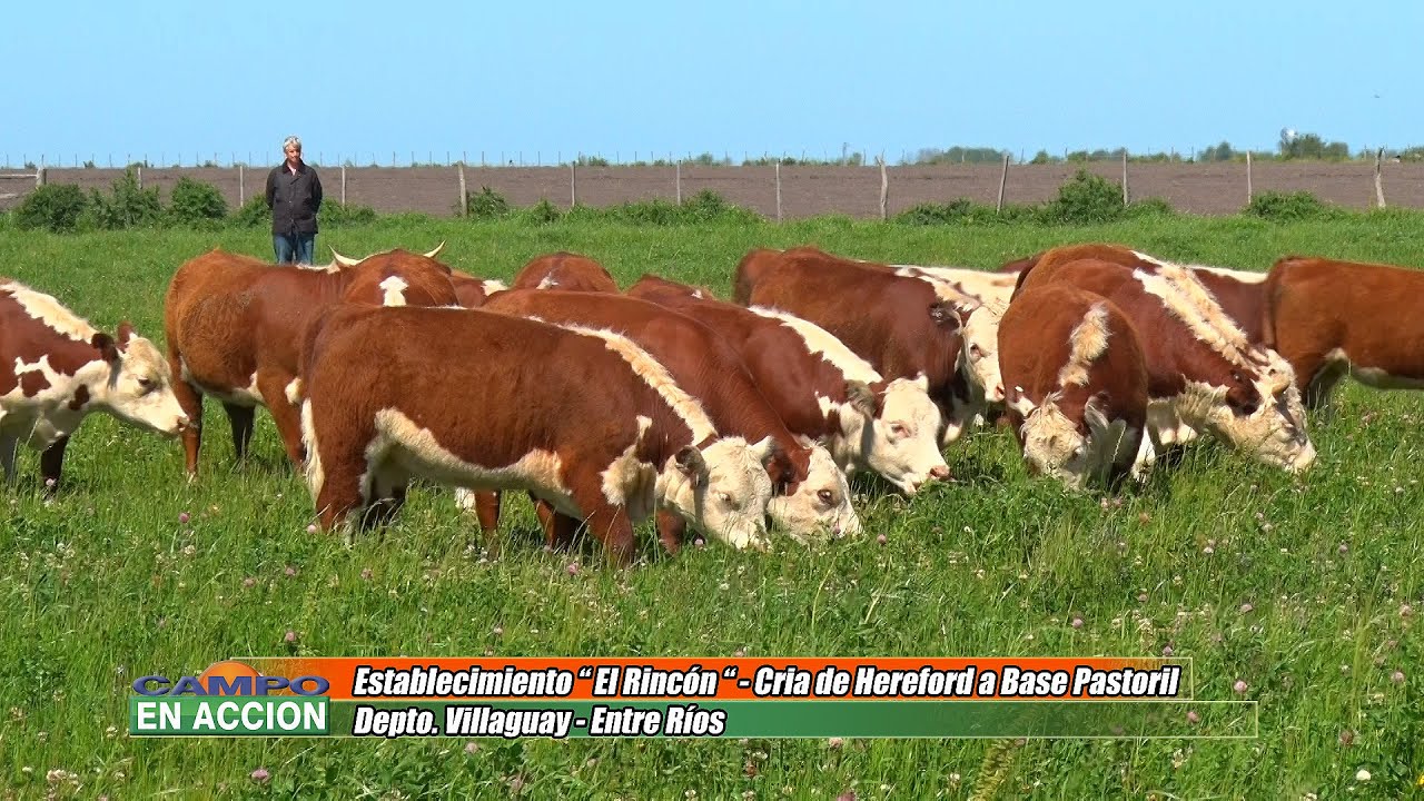 Hereford - La ganader&iacute;a es rentable haciendo las cosas bien - Mat&iacute;as Pompar