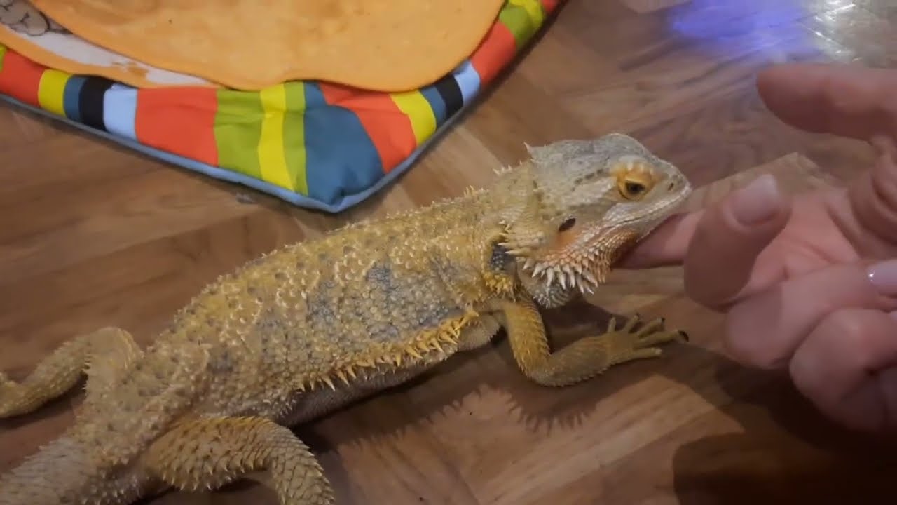 Покупки в АТБ 🛒 Кормим агаму Оладушка 🦎 Микрозелень — 3 день роста 🌱