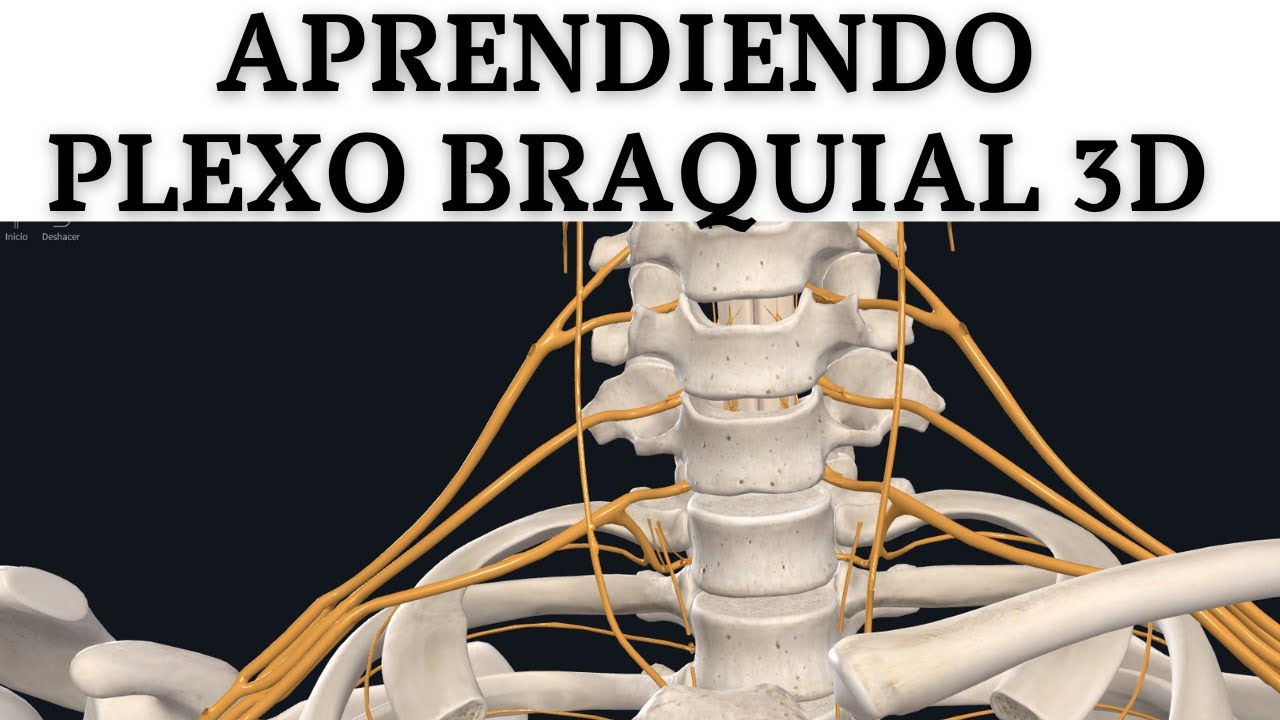 Live de Plexo Braquial 3D