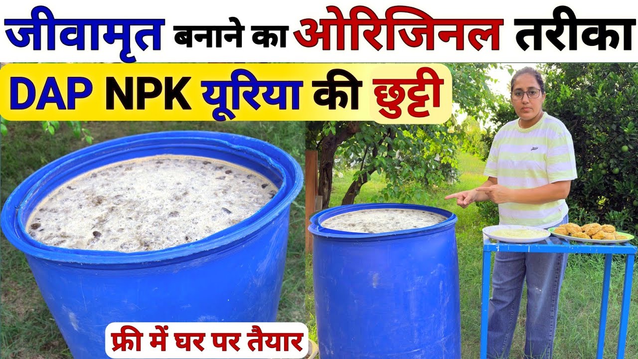 जीवामृत बनाने का ओरिजिनल तरीका | jivamrit banane ki vidhi | humic fertilizer | NPK fertilizer | DAP