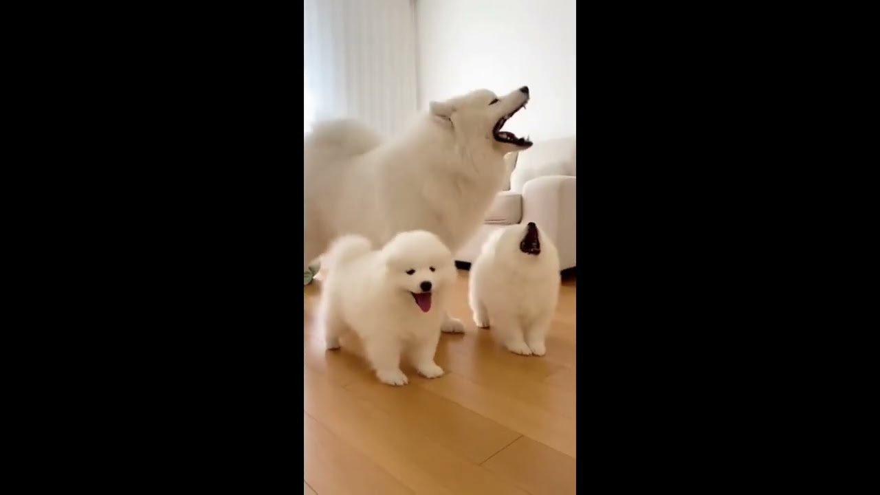 【総集編 vol.２】赤ちゃんと愛犬たちの名場面まとめ 🐾 雪の中のサモエド親子と仲間たち｜Dogs & Baby: The Best Moments Compilation Vol.2