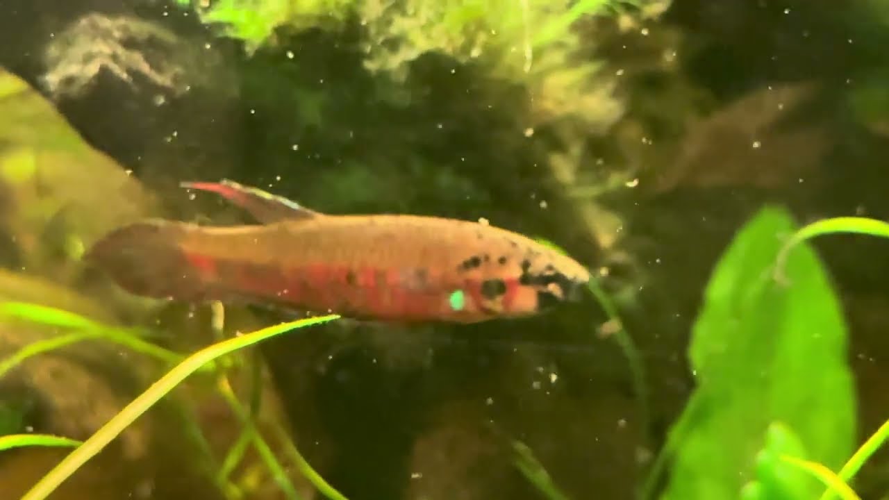 Video Nr. 500 - Viel Amore in der Community und bei den Betta Rubra :-)