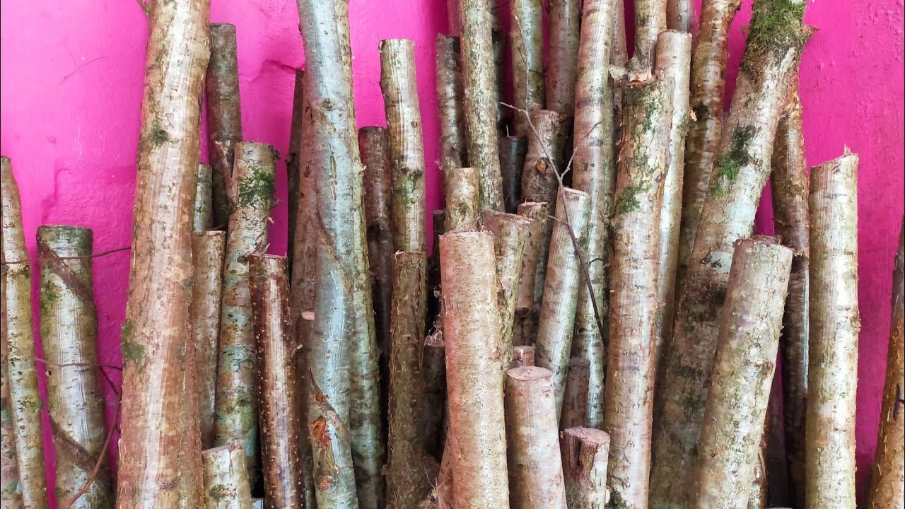 Making Natural Hiking Sticks, Selection of raw materials and Quality Of Bark.