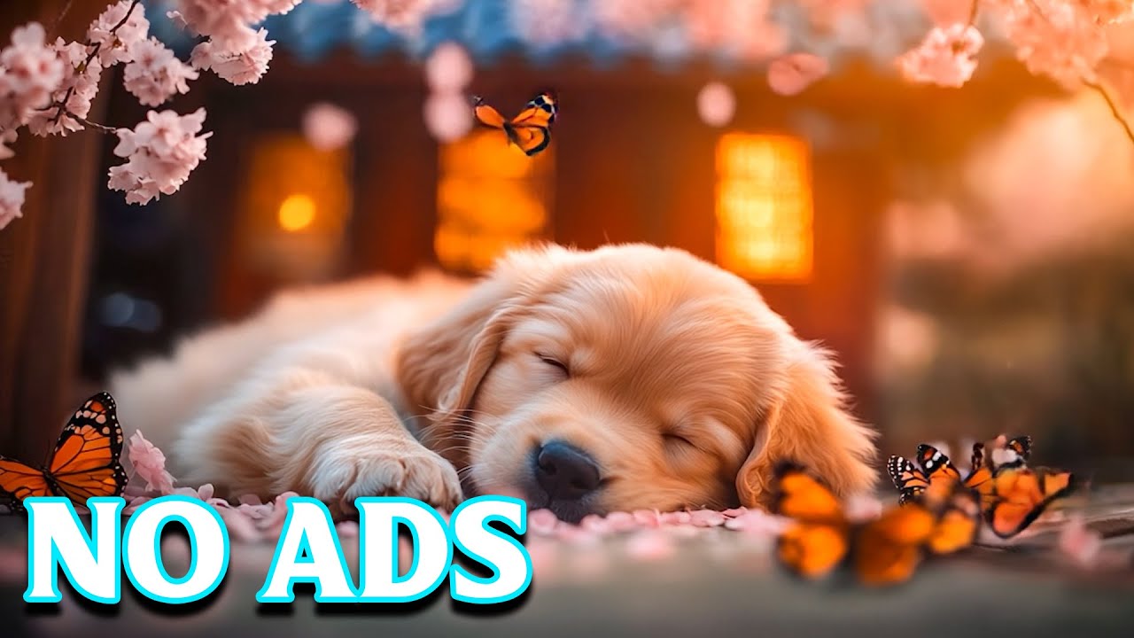 15 часов музыки, отучающей собак от лая 🐶 Спокойная и расслабляющая ночь 🐶 Снижает стрессовый лай