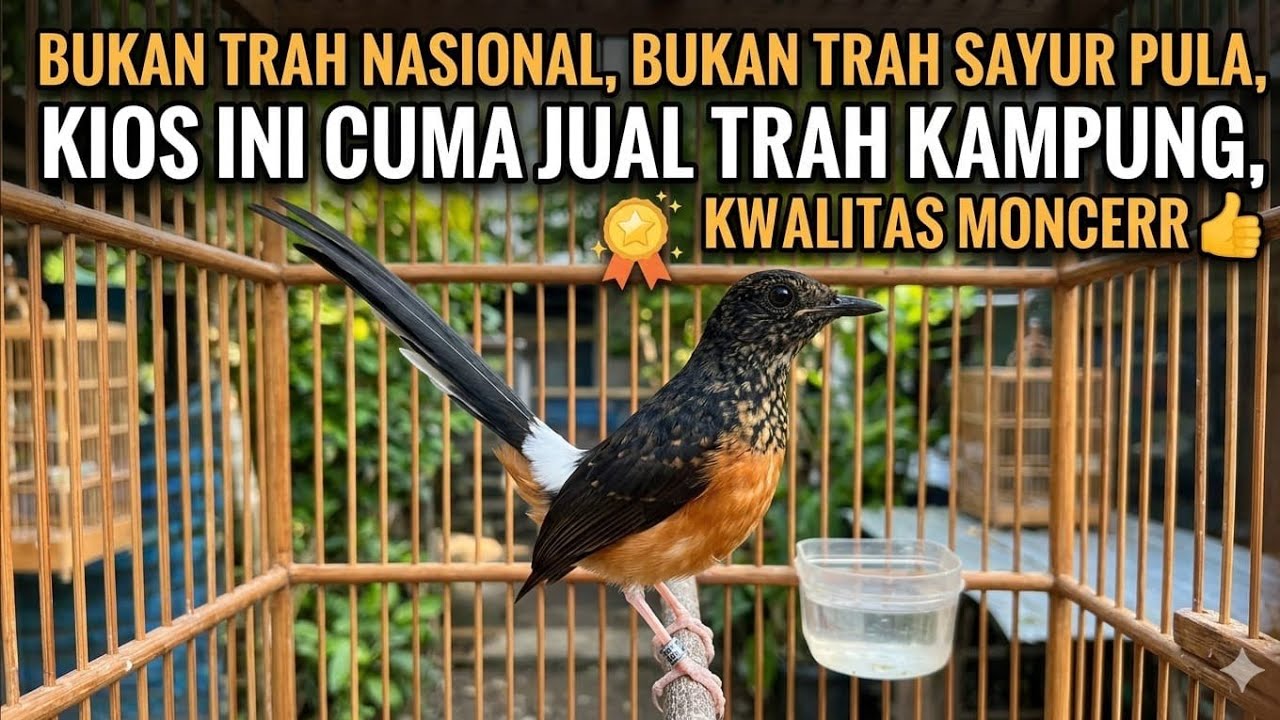 Murai Batu Mabes sedang live sekarang!