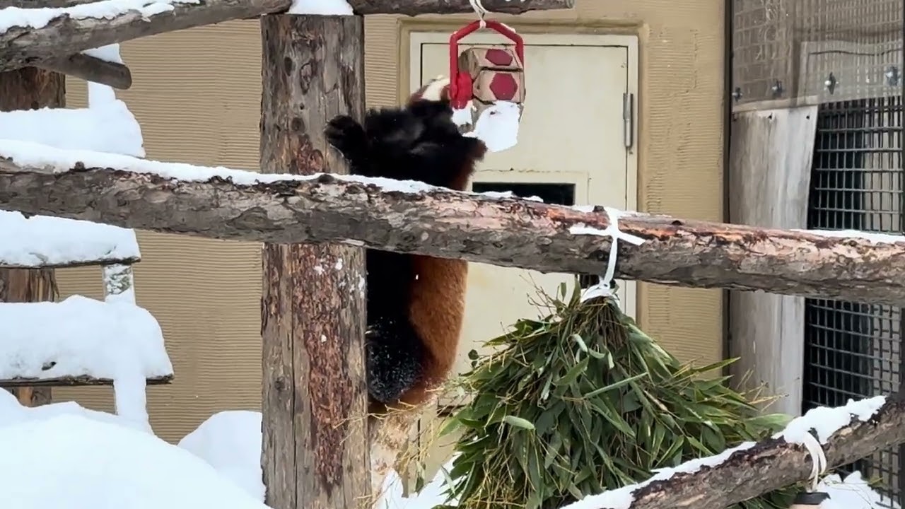 旭山動物園レッサーパンダ　モグモグタイム　飼育員さんの説明有り