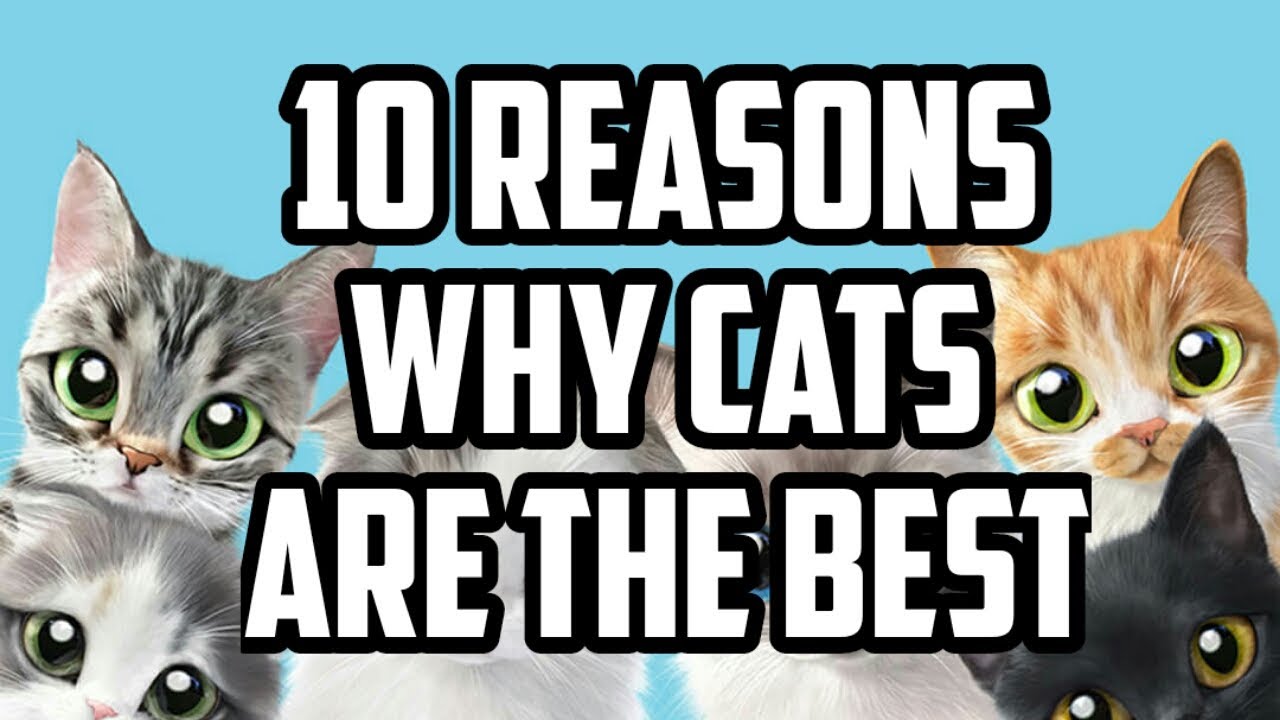10 REASONS TO CHOOSE CAT AS A PET/10 REASONS WHY CATS ARE THE BEST | NIRU'S PET ZONE