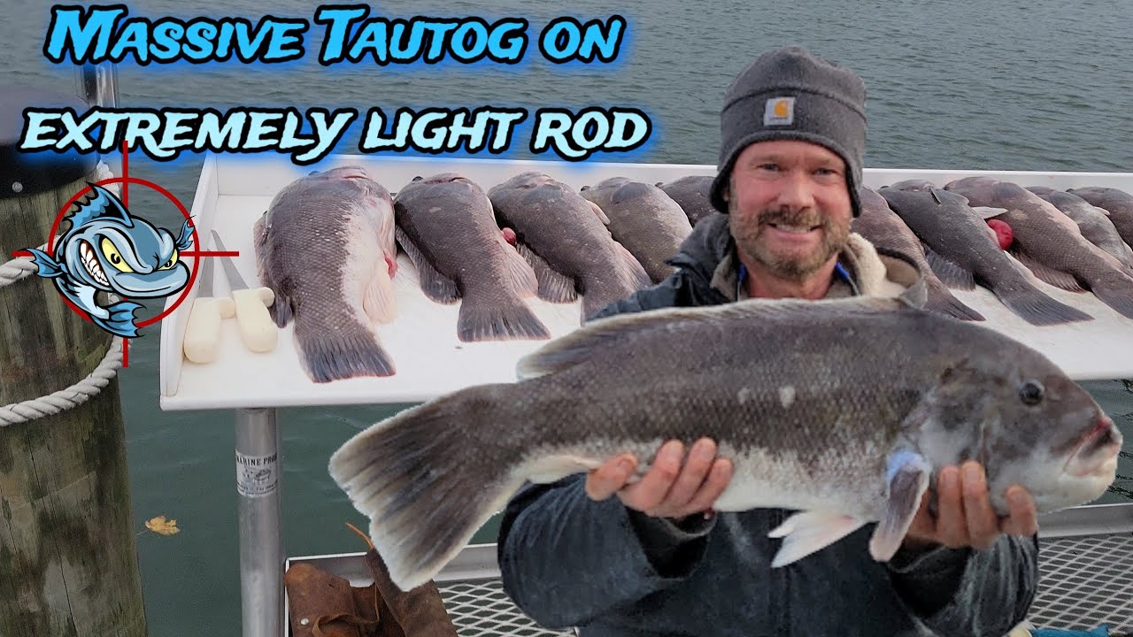 Massive Tautog on extremely light fishing rod