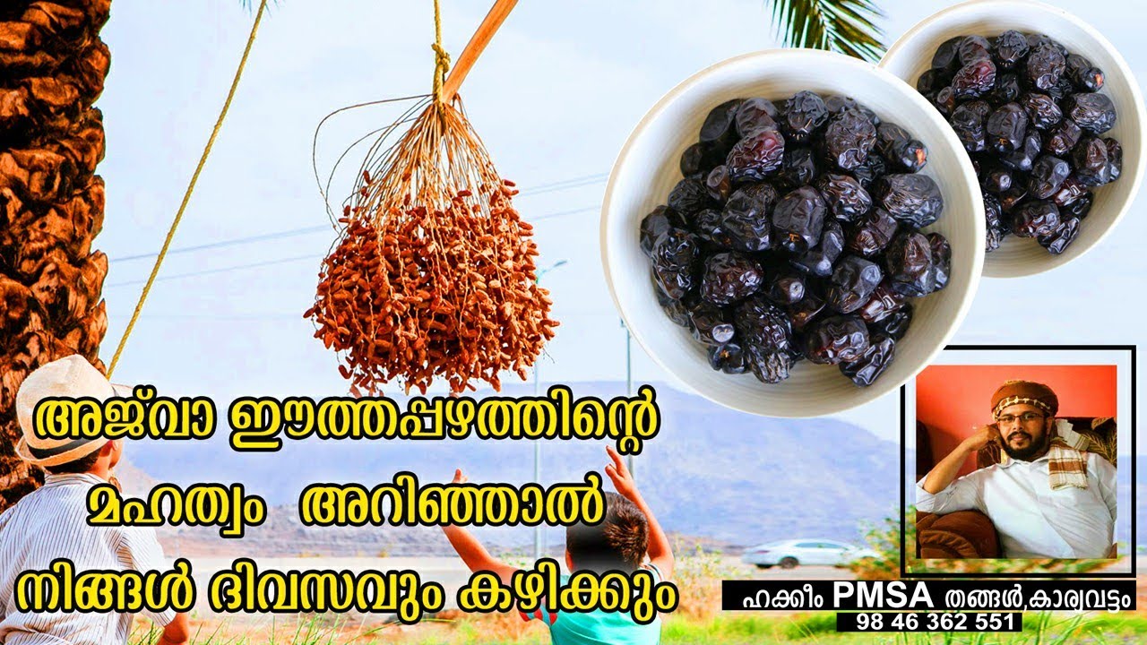 അജ്&zwnj;വാ ഈത്തപഴത്തിന്റെ മഹത്വം അറിഞ്ഞാൽ നിങ്ങൾ ദിവസവും കഴിക്കും #ajwadates #dates #palmtree