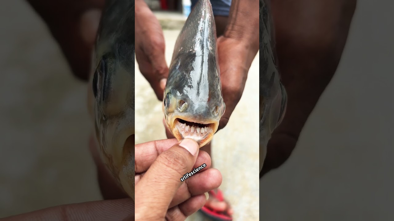 Teeth of Rupchanda fish #shorts #shortsfeed #rupchanda #fishing