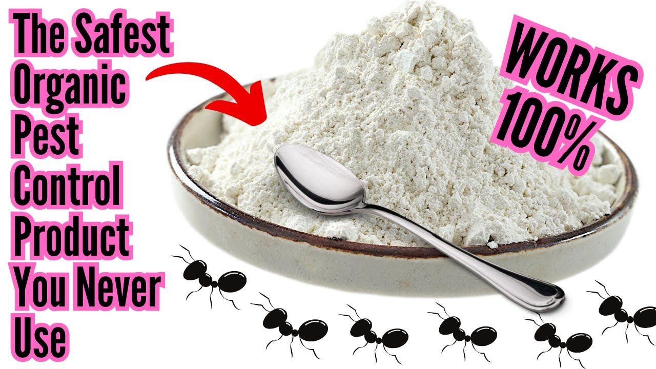 The Best Organic Pest Control Product For Your Garden That Few People Use Or Even Know About