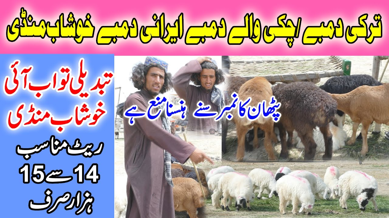 Turkey Dumbe or Pakistani Dumbe Khushab mandi Talagang Turkish Sheep Qurbani wale Dumbe