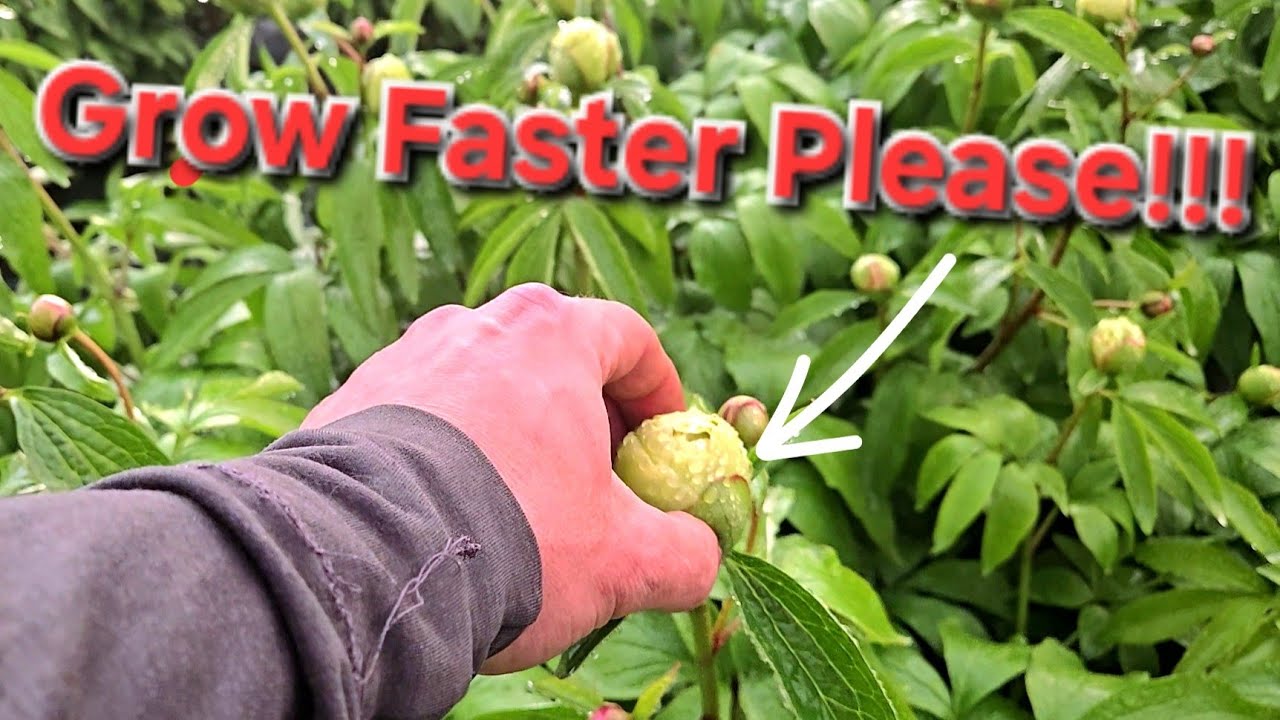 Hurry Up Peonies, It's Mothers Day!