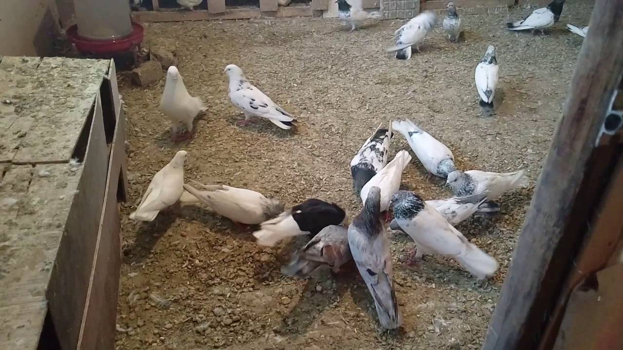 Jugnoos pigeons 2016.