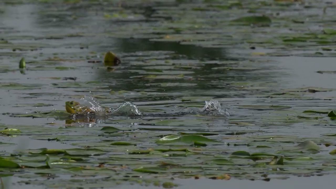 A North American Bullfrog hops along the surface of a northern USA Beaver pond 