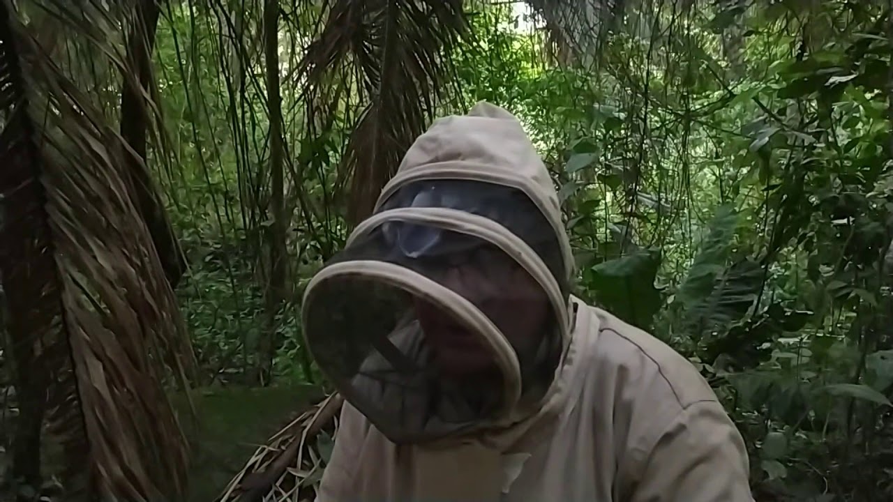 experimento sobre ataque de abejas africanas parte 1