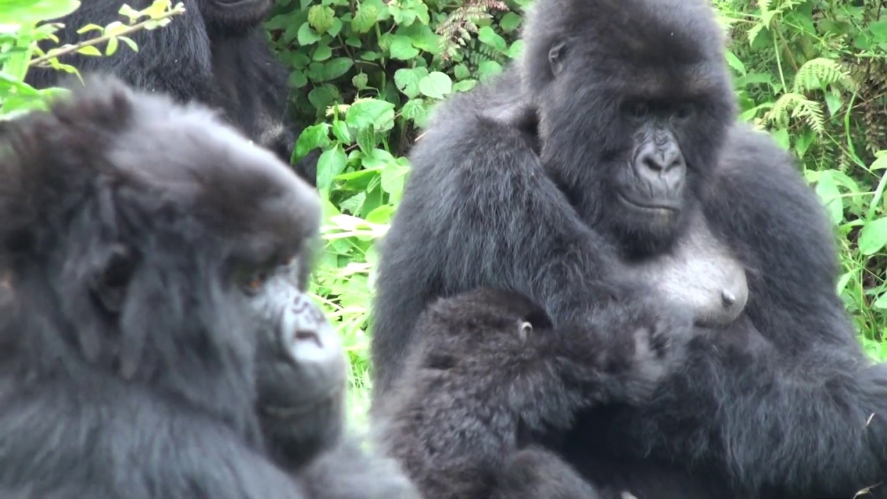 Weaning is a slow process. Infant mountain gorilla tries to feed but Mum wants to groom him, Rwanda.