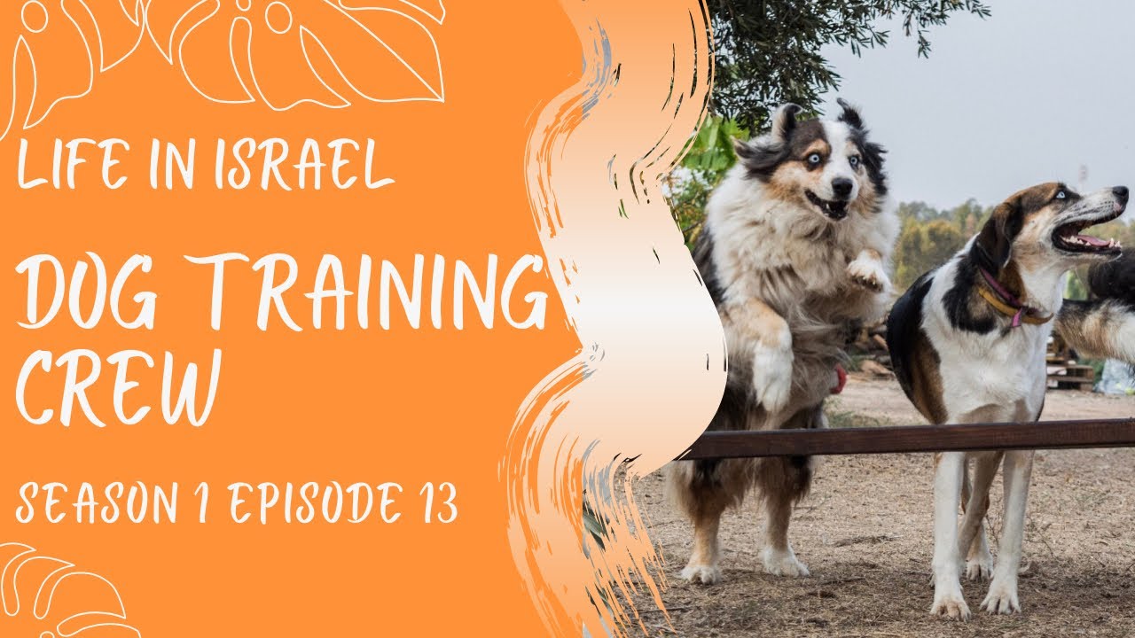 Dog Training for the Crew Life in Israel Ep. 13 #dogs #puppytraining #puppies