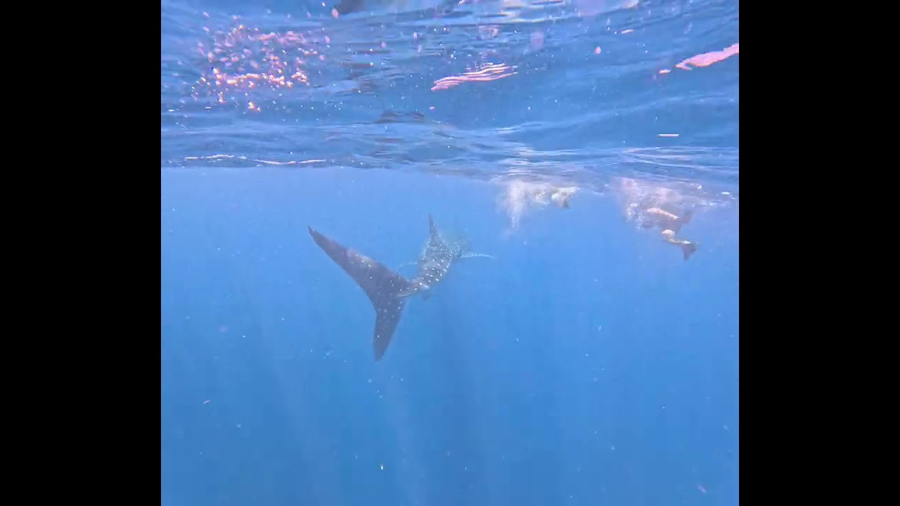 In Mexico  mit dem Walhai schnorcheln - Whale Shark Mexico