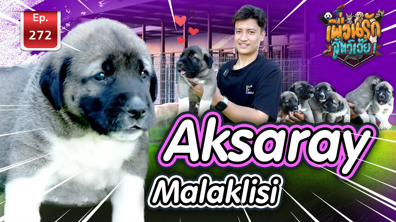 Aksaray Malaklisi l เพื่อนรักสัตว์เอ๊ย Ep.272