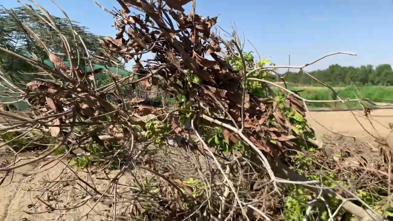 الاصابات الفطرية في اشجار المانجو