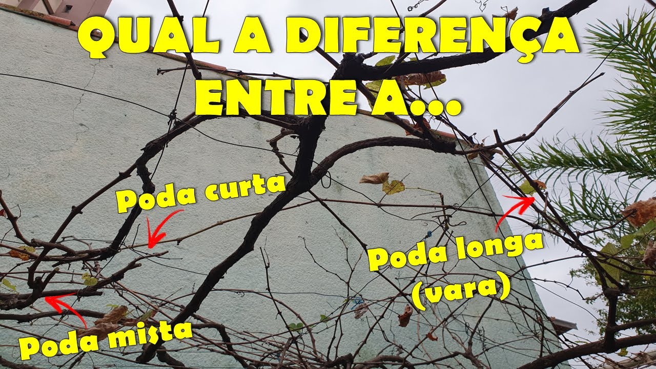 Poda curta, mista e longa nas videiras - Entendendo a diferença entre elas