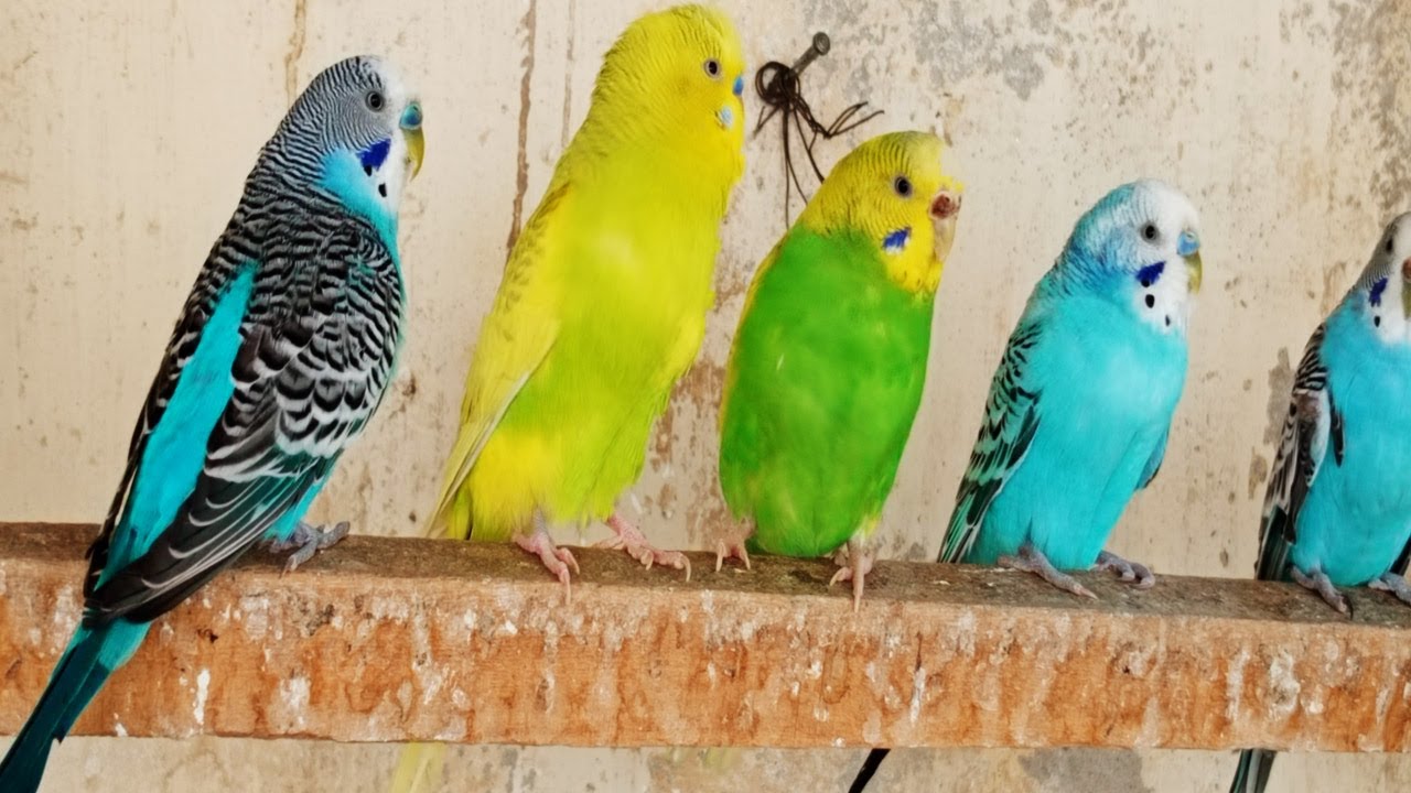12 Hr Help Quiet Parakeets Sing by Playing This, Budgies Chirping. Help Depressed lonely sad Birds