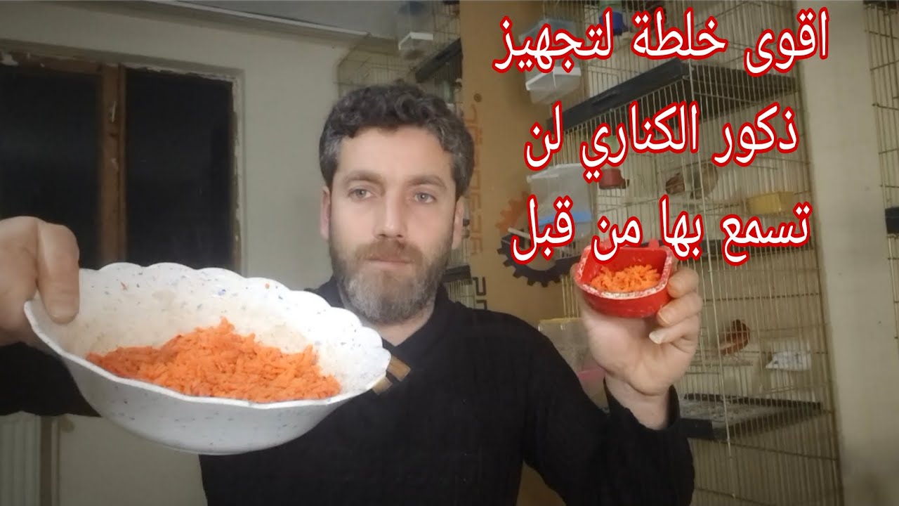 اسرع طريقة لتجهيز ذكور عصافير الكناري ب 20 يوم فقط