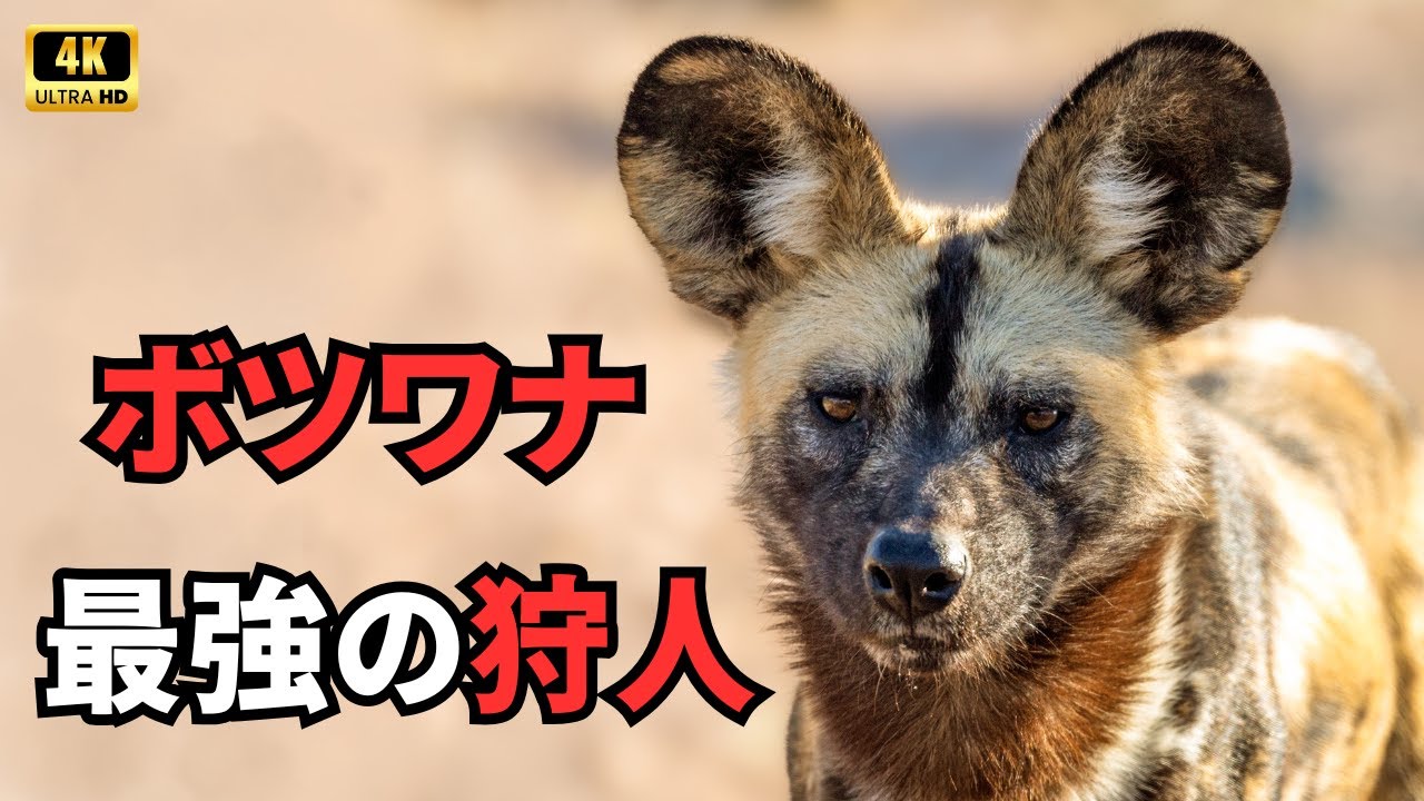 ボツワナの野生動物 | 野生のアフリカ 最後の砦