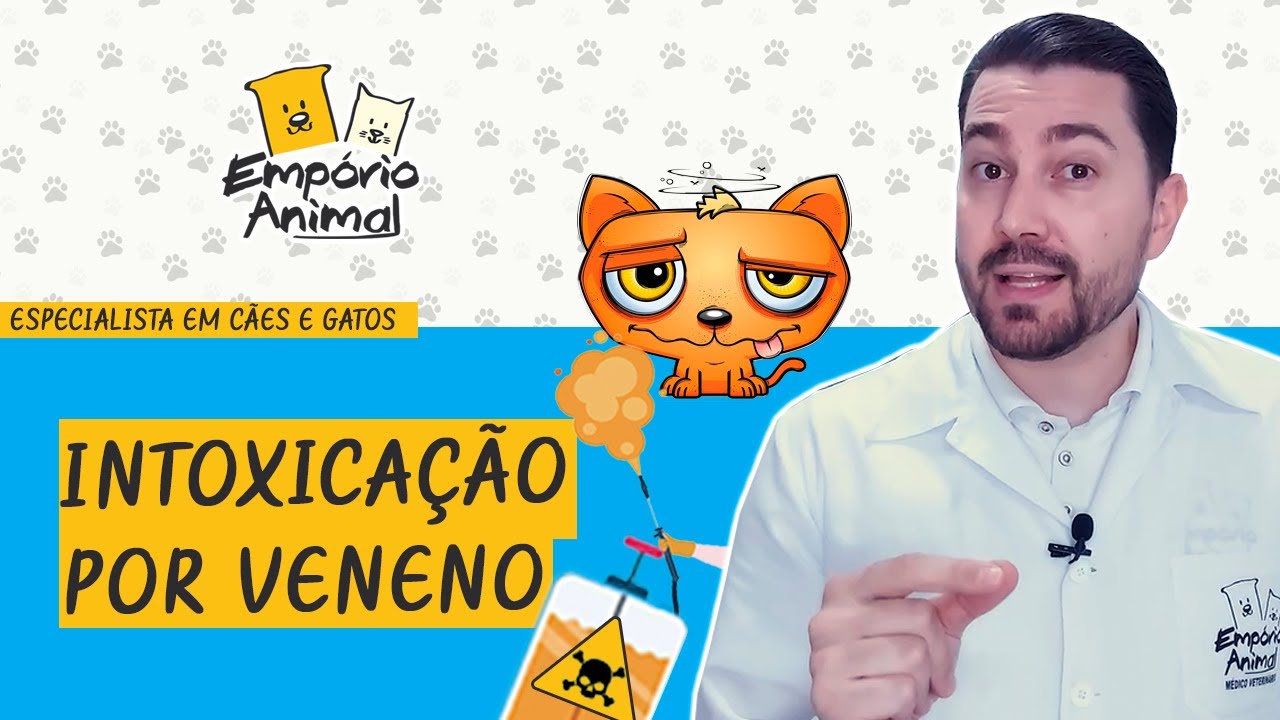 Os riscos da intoxicação por inseticida em cães e gatos