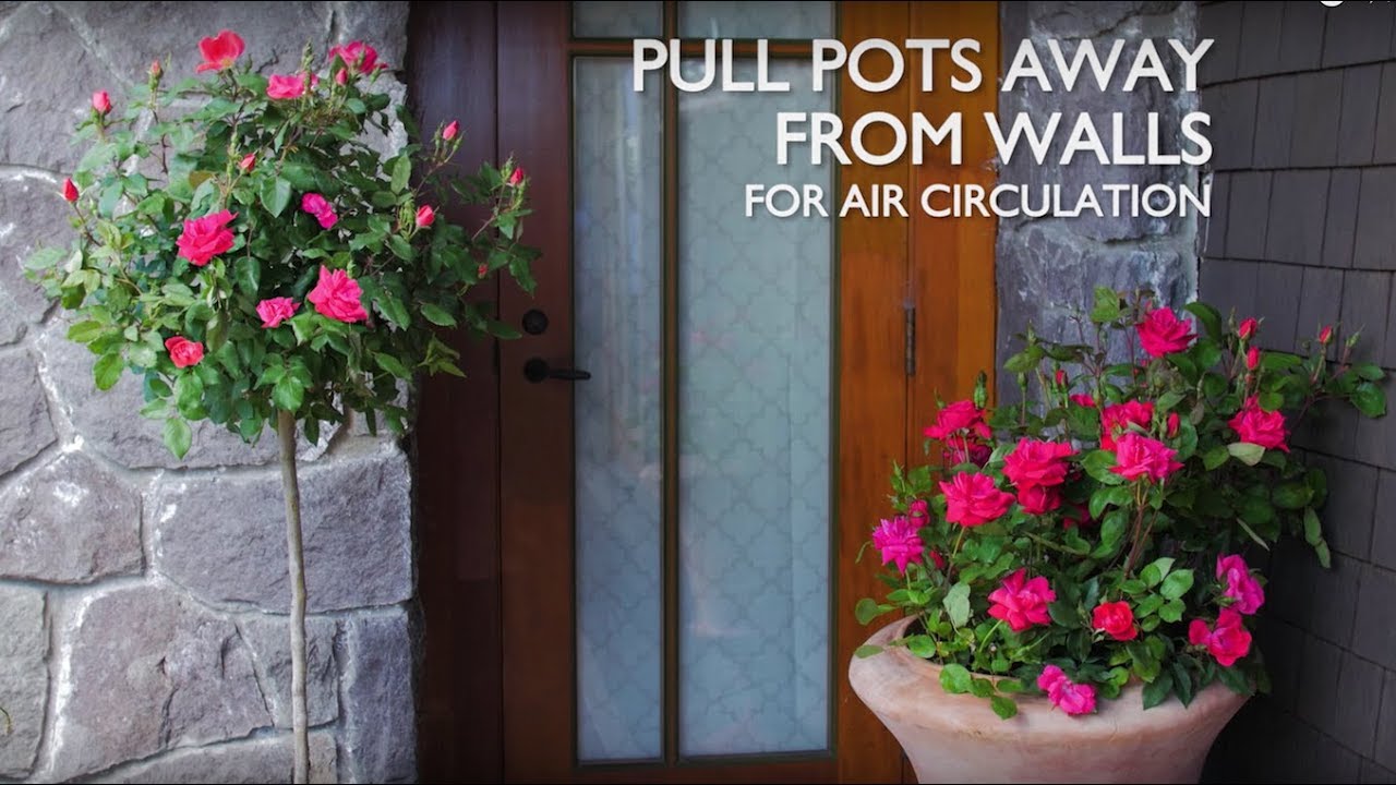 How to Plant Knock Out Roses in a Container
