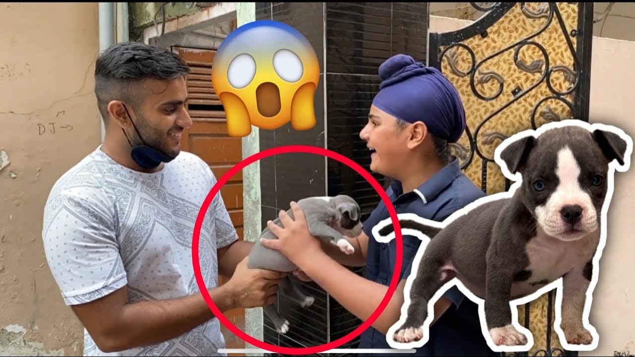 Surprising My Subscriber With A Dog | PulkitVamp