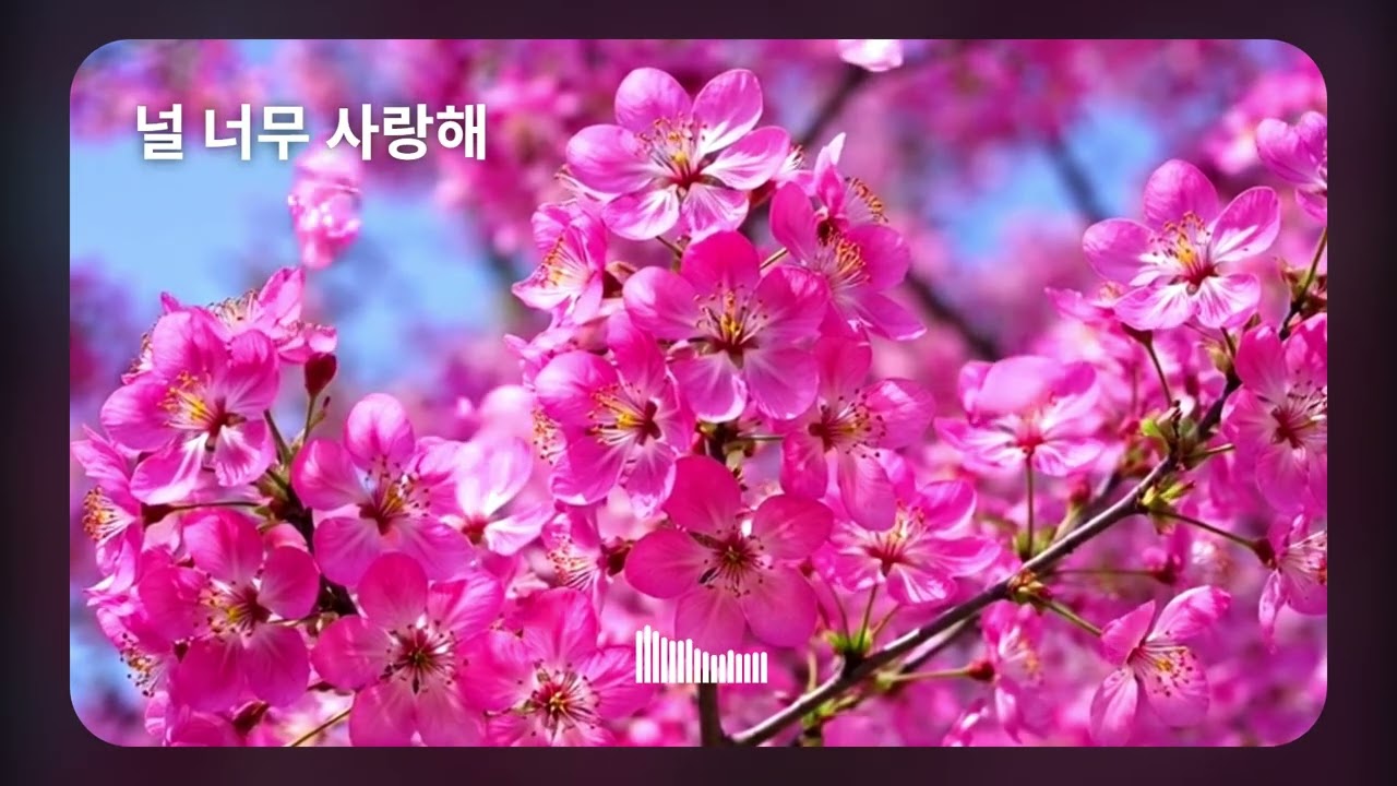 K-트롯(K-Trot)신곡 BEST K-트롯 10곡메들리 연속 감상 