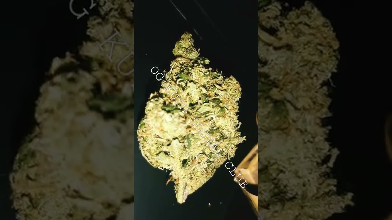 lemon OG Kush harvest !!