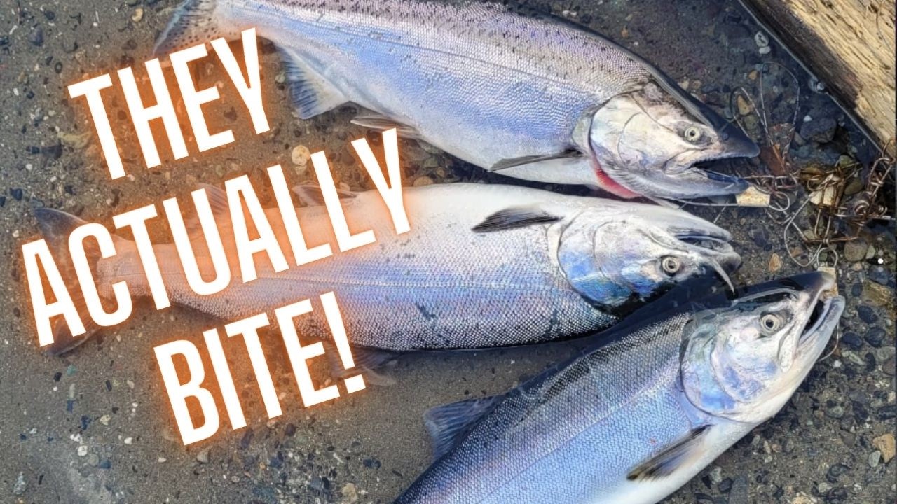 How to Salmon Fish the Vedder River (Without Snagging!) &ndash; Coho, Chinook & Chum