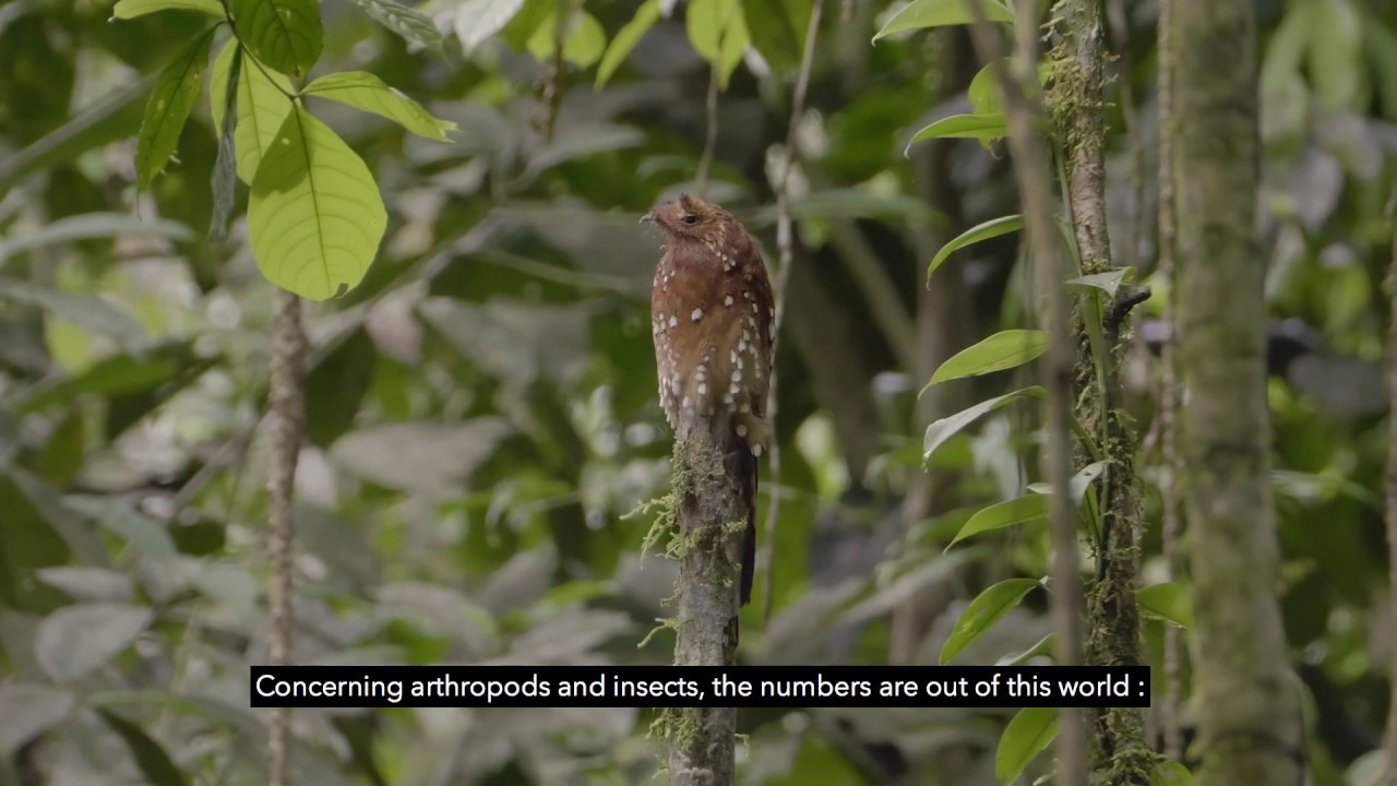 TV Jussieu &ndash; &Eacute;quateur, tr&eacute;sor de biodiversit&eacute;