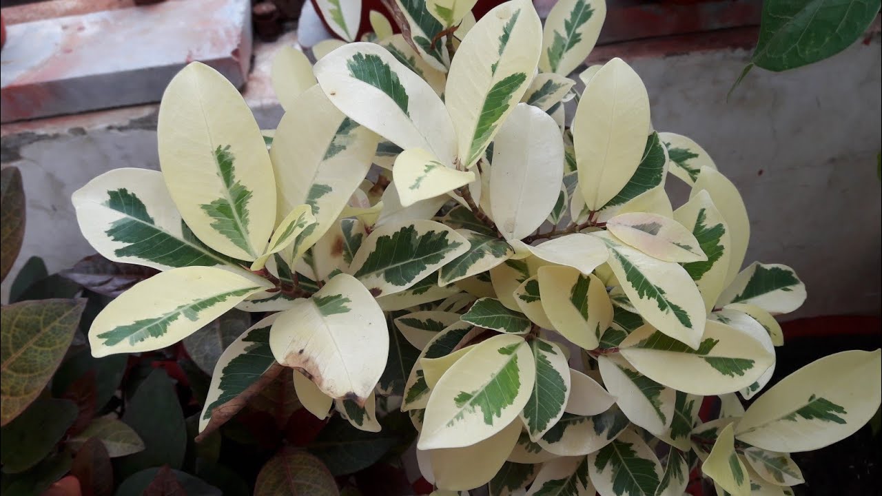 Care of Starlight Ficus / Ficus Safari || How to Grow and Care Ficus Benjamina Starlight / Safari