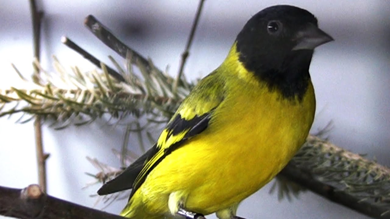 #Vogelzucht.Magellanzeisig Zucht bei Peter Wahl.Hooded siskin breeding.Spinus magellanicus.