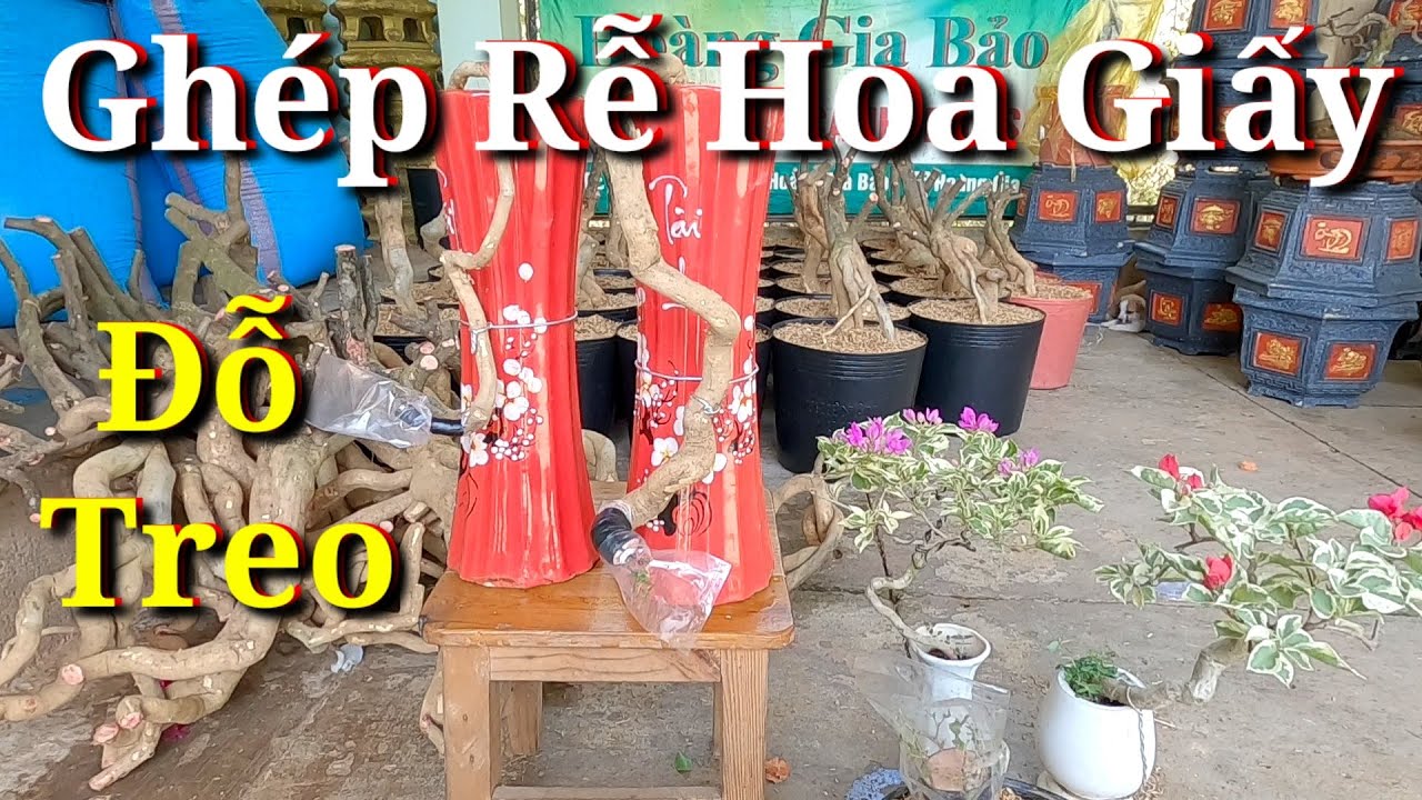 Ghép Rễ Hoa Giấy Mỹ Dáng  Đỗ  Treo.