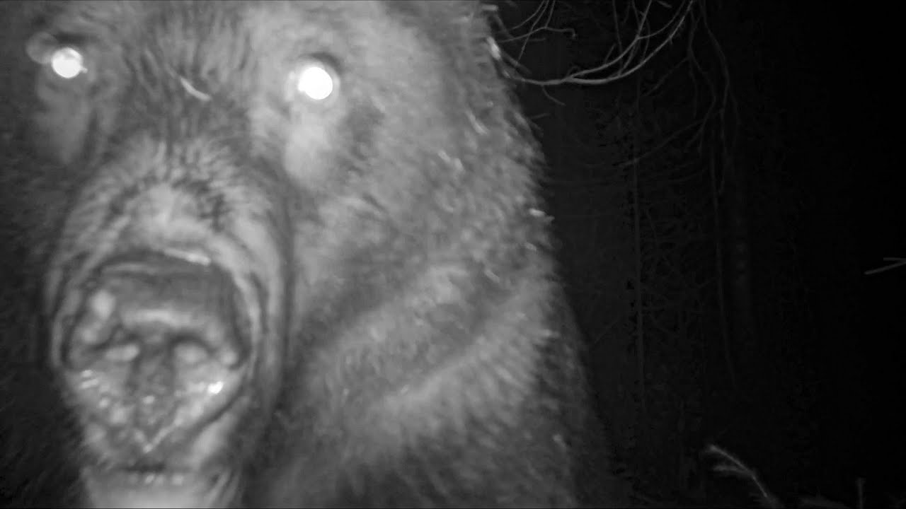 SCARIEST WILD BEAR NIGHT ATTACK!  + REAL LIFE in the FOREST black bear attack