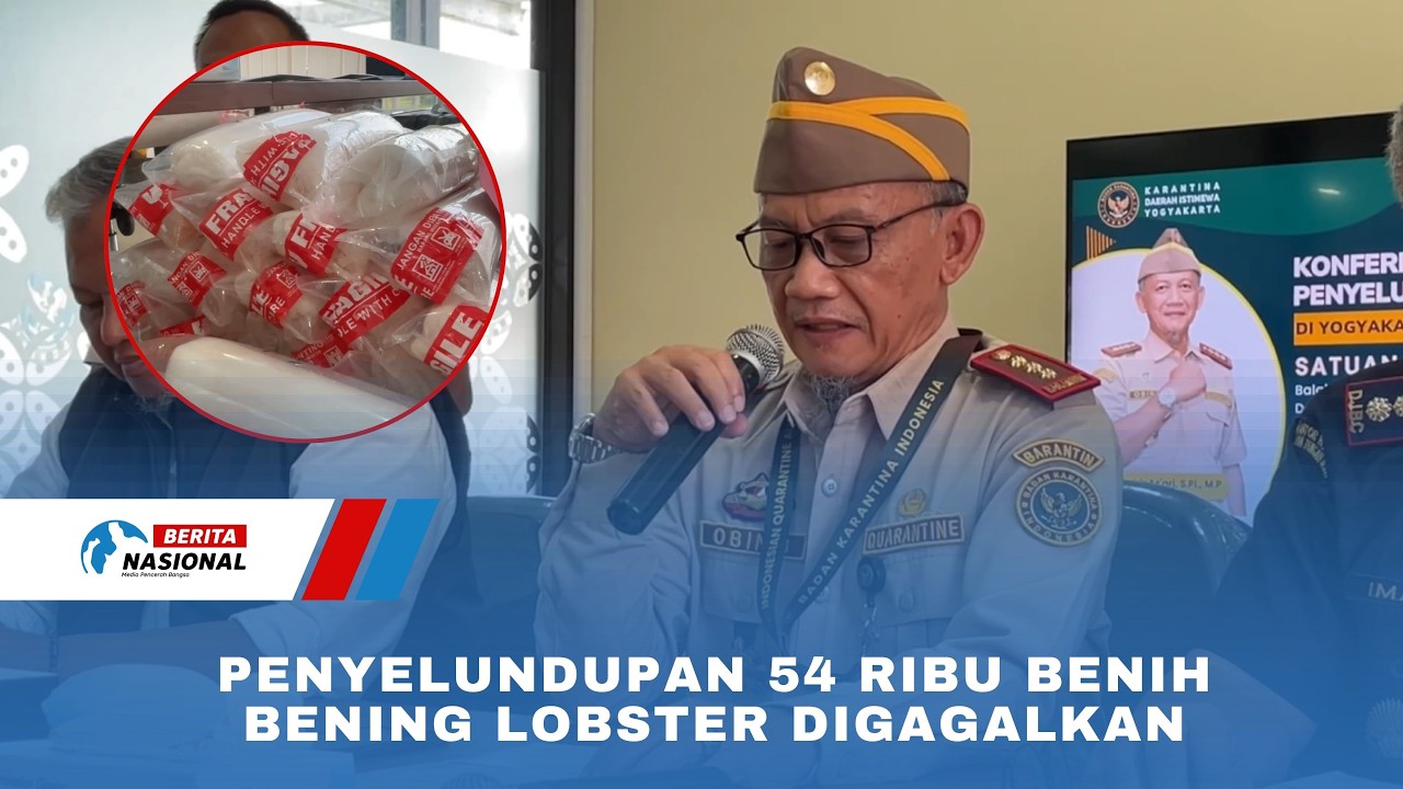 Penyelundupan 54 Ribu Benih Bening Lobster Digagalkan