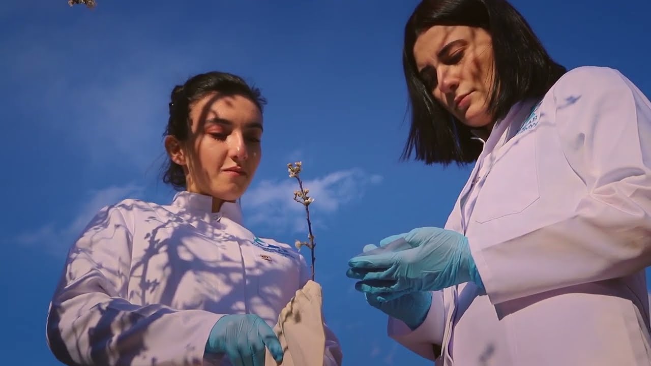 Ağcaclarda kitrə (şirə) axını - Agrolab