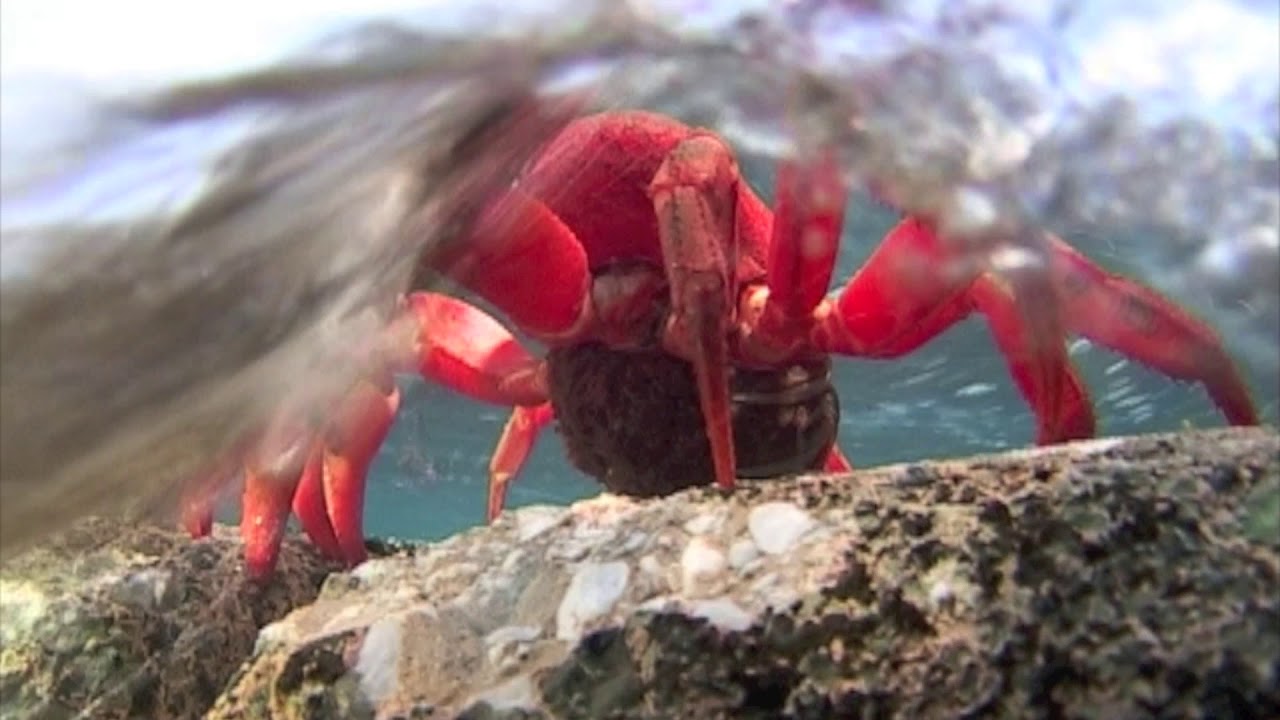 Red Crab egg release.