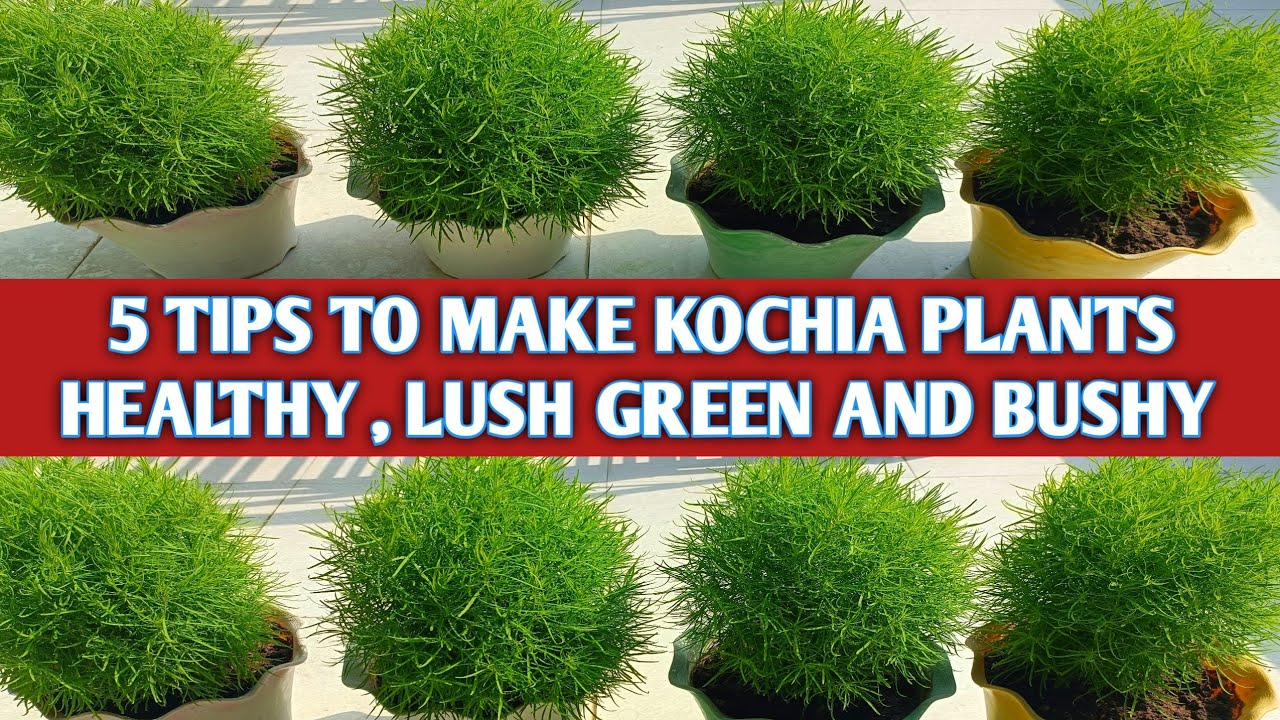 5 TIPS TO MAKE HEALTHY , LUSH GREEN AND BUSHY KOCHIA PLANTS | KOCHIA CARE AND TIPS IN HINDI  🪴🪴