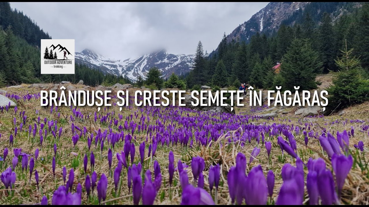 Brândușe și creste semețe în Făgăraș