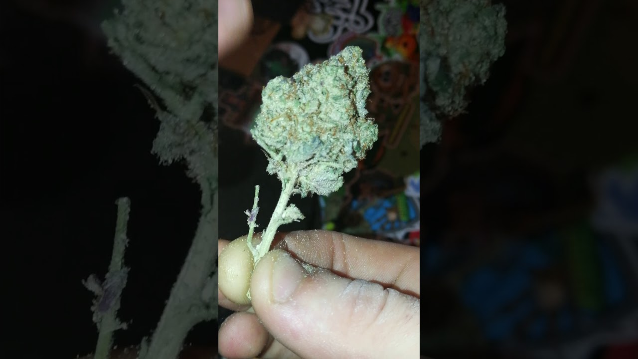 Stardawg