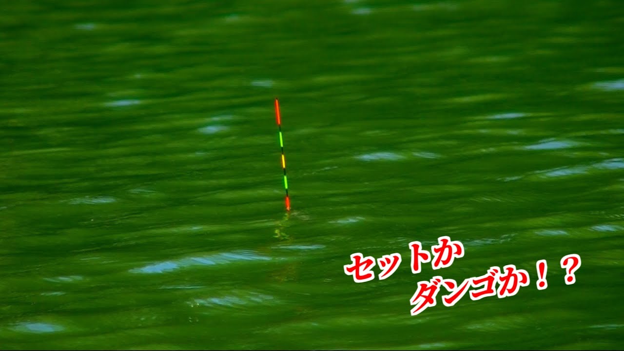 【円良田湖】セットかダンゴか！？判断に悩むへらぶな釣り